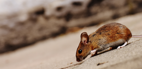 a mouse lying on the ground